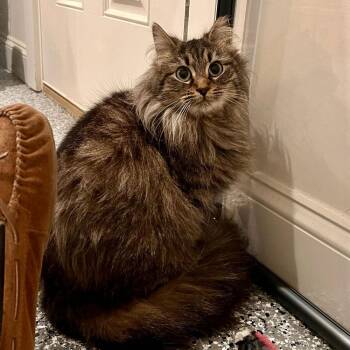 Domestic Long Hair Cats Available for Adoption - Cashew | PetCurious