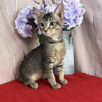 Freckles -  Domestic Short Hair Cat for Adoption in Long Beach, Mississippi - Freckles | PetCurious