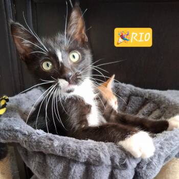 Rio -  Domestic Short Hair and Tuxedo Cat for Adoption in Yorba Linda, California - Rio | PetCurious
