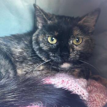 Domestic Short Hair Cats Available for Adoption - Gabriella | PetCurious