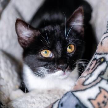 Jinx -  Domestic Short Hair Cat Available for Adoption - Jinx | PetCurious