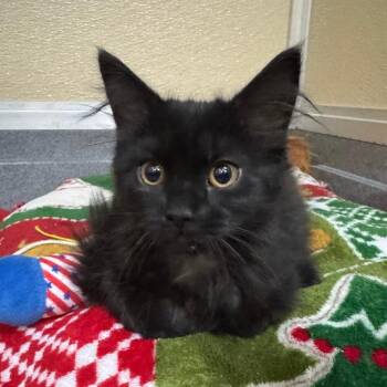 Jolene -  Domestic Medium Hair Cat for Adoption in Tomah, Wisconsin - Jolene | PetCurious