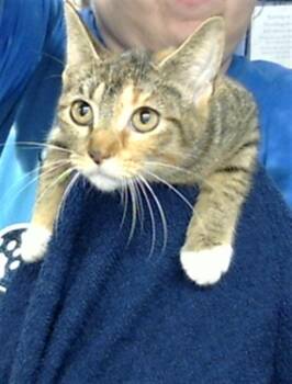 Domestic Short Hair Cats Available for Adoption in Pasadena, Texas - A184336 | PetCurious