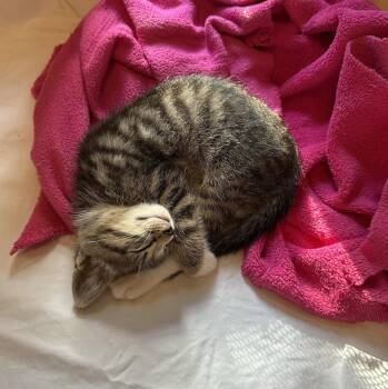 Domestic Short Hair Cats Available for Adoption in Trenton, New Jersey - Ranger Harry | PetCurious