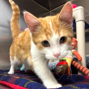 Domestic Short Hair Cats Available for Adoption in Detroit Lakes, Minnesota - Hop | PetCurious