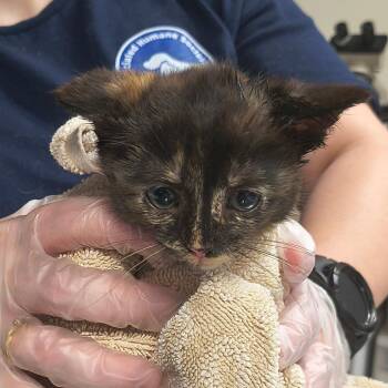 BonBon -  Domestic Short Hair Cat for Adoption in Newark, New Jersey - BonBon | PetCurious