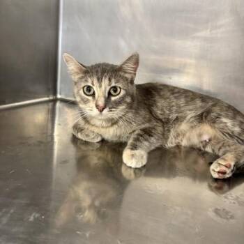 Domestic Short Hair Cats Available for Adoption in Saint Joseph, Missouri - Queen Latifah | PetCurious