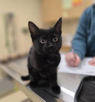 HARROLD -  Domestic Short Hair Cat for Adoption in Aliquippa, Pennsylvania - HARROLD | PetCurious