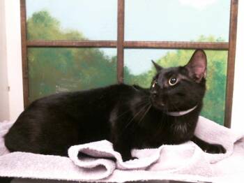 FELIX -  Domestic Short Hair Cat for Adoption in Houston, Texas - FELIX | PetCurious