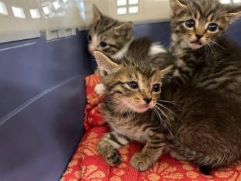 A383357 -  Domestic Short Hair Cat for Adoption in Ocala, Florida - A383357 | PetCurious