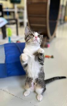 Domestic Short Hair Cats Available for Adoption - Spice / Sugar | PetCurious