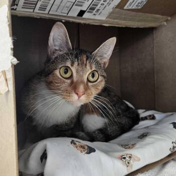 Yanalis -  Domestic Short Hair Cat for Adoption in Dover, New Hampshire - Yanalis | PetCurious