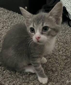 Rescue Domestic Short Hair Cats for Adoption in Chamblee, Georgia - Stew | PetCurious