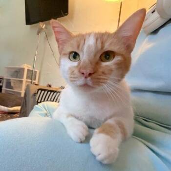 Domestic Short Hair and Tabby Cats Available for Adoption - Sir George | PetCurious