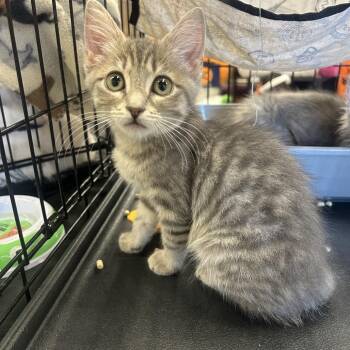 Spud -  Domestic Short Hair Cat for Adoption in Calimesa, California - Spud | PetCurious