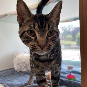 Muffin Man -  Domestic Short Hair Cat for Adoption in Downers Grove, Illinois - Muffin Man | PetCurious