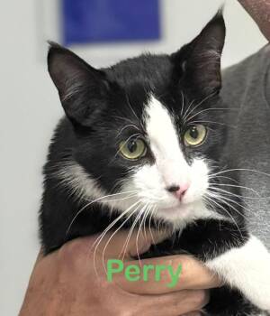 Domestic Short Hair Cats Available for Adoption in New Bern, North Carolina - PERRY Kitty | PetCurious