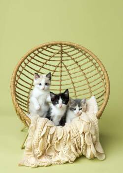 Domestic Medium Hair Cats Available for Adoption in Warner Robins, Georgia - Costco Hot Dog | PetCurious