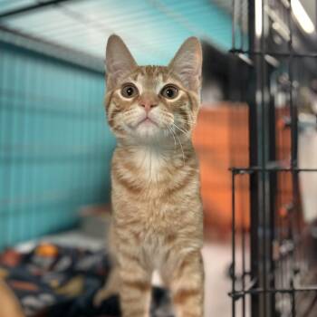 James -  Domestic Short Hair Cat for Adoption in Davenport, Iowa - James | PetCurious