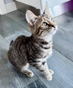 Runtie -  Tabby Cat for Adoption in Burnaby, British Columbia - Runtie | PetCurious