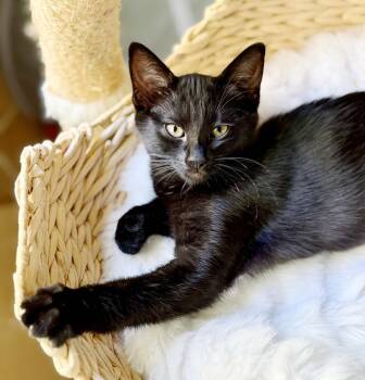 Kleya -  Domestic Short Hair Cat for Adoption in Alameda, California - Kleya | PetCurious