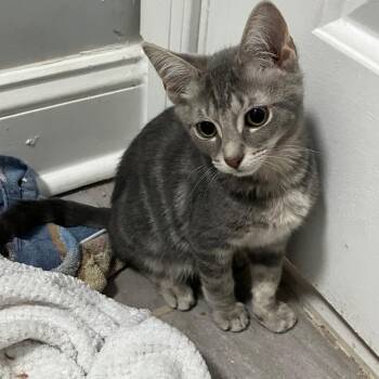 Wellington Woodcrest -  Domestic Short Hair Cat for Adoption in Philadelphia, Pennsylvania - Wellington Woodcrest | PetCurious