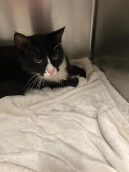 Teddy -  Domestic Medium Hair Cat for Adoption in Meriden, Connecticut - Teddy | PetCurious
