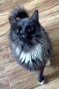 Jewel -  Tuxedo Cat for Adoption in Springfield, Oregon - Jewel | PetCurious
