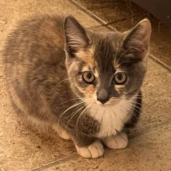 Bailey -  Domestic Medium Hair Cat for Adoption in Potomac, Maryland - Bailey | PetCurious