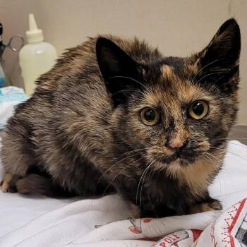 Betsy -  Domestic Short Hair Cat for Adoption in Coos Bay, Oregon - Betsy | PetCurious