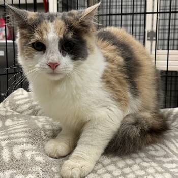 Rescue Domestic Medium Hair Cats for Adoption in Richmond Hill, Georgia - Papaya | PetCurious