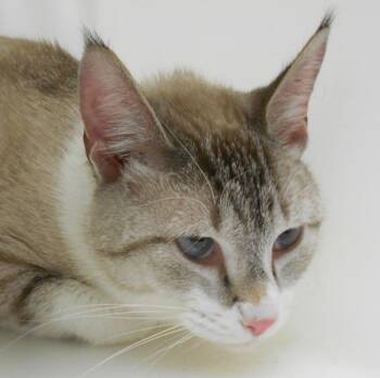 Caspian -  Siamese Cat for Adoption in Houston, Texas - Caspian | PetCurious