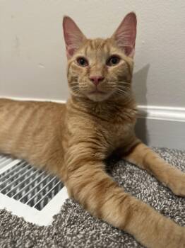 Gemini -  Domestic Short Hair Cat for Adoption in Pleasantville, New Jersey - Gemini | PetCurious