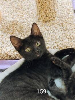 Lysander -  Domestic Short Hair Cat for Adoption in Williamsburg, Virginia - Lysander | PetCurious