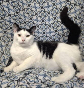 Rescue Domestic Short Hair Cats for Adoption in Lake City, Michigan - 6688 (Grove) | PetCurious