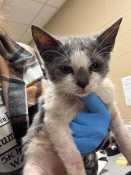 Wiggy -  Domestic Short Hair Cat for Adoption in Republic, Missouri - Wiggy | PetCurious