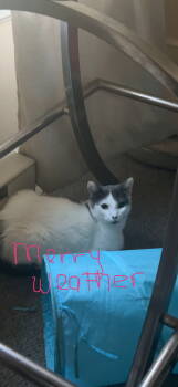 Rescue Domestic Short Hair Cats for Adoption in Naugatuck, Connecticut - Merryweather | PetCurious