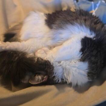 Domestic Medium Hair Cats Available for Adoption - Honey Buns C10738 | PetCurious