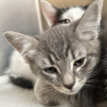 Windshield -  Domestic Medium Hair Cat for Adoption in Ojai, California - Windshield | PetCurious