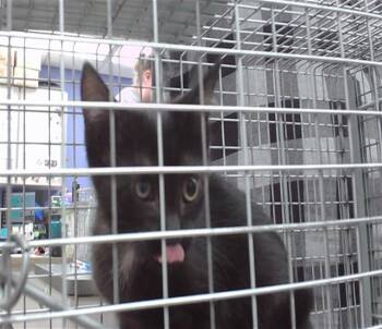 KILIMINJARO -  Domestic Short Hair Cat for Adoption in Omaha, Nebraska - KILIMINJARO | PetCurious