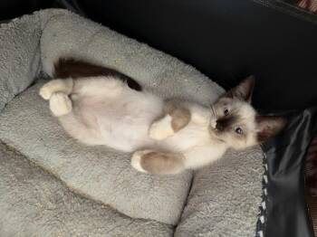 Sebastian -  Snowshoe and Siamese Cat for Adoption in Virginia Beach, Virginia - Sebastian | PetCurious