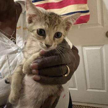 Lovebug -  Domestic Short Hair Cat for Adoption in Buffalo, New York - Lovebug | PetCurious