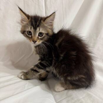 Domestic Medium Hair Cats Available for Adoption in Sunnyvale, California - Jessie (pink) | PetCurious
