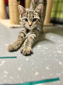 Samara ***@Whisker Room Cafe*** -  Domestic Short Hair Cat for Adoption in Muskegon, Michigan - Samara ***@Whisker Room Cafe*** | PetCurious