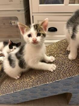 Rescue Domestic Short Hair Cats for Adoption in East Amwell Township, New Jersey - Syrup | PetCurious