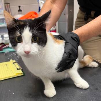 Nessa -  Domestic Short Hair Cat for Adoption in Lufkin, Texas - Nessa | PetCurious