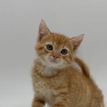 Rocket -  Domestic Short Hair Cat for Adoption in State College, Pennsylvania - Rocket | PetCurious