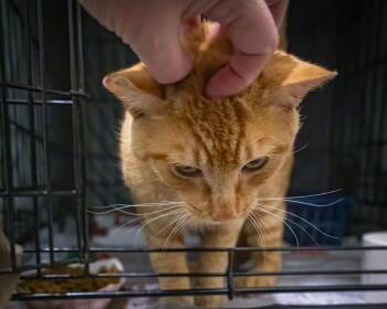 Tabby Cats Available for Adoption in Greenville, Delaware - Tango (FCID 04/27/2026 - 46 Trainer) | PetCurious