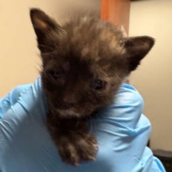 Domestic Short Hair Cats Available for Adoption in Yuma, Arizona - HSOY-Stray-127160_2_3 | PetCurious