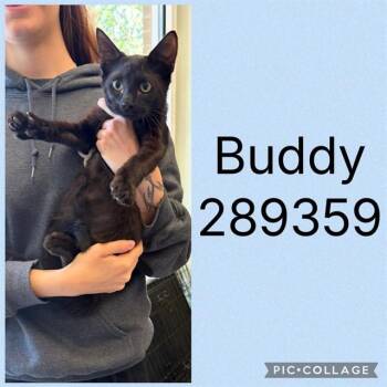 BUDDY -  Domestic Short Hair Cat for Adoption in Macon, Georgia - BUDDY | PetCurious